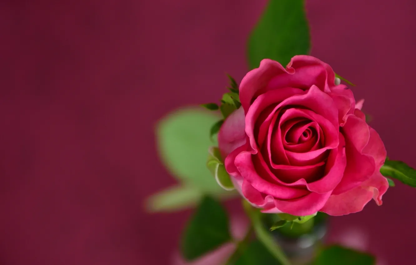 Photo wallpaper flowers, pink, rose, rose
