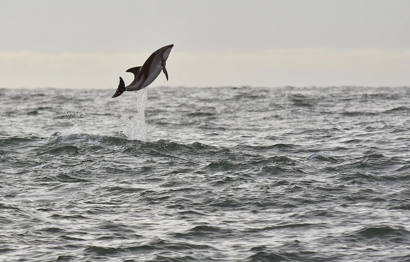Photo wallpaper sea, jump, seascape, splash, wildlife, dolphin