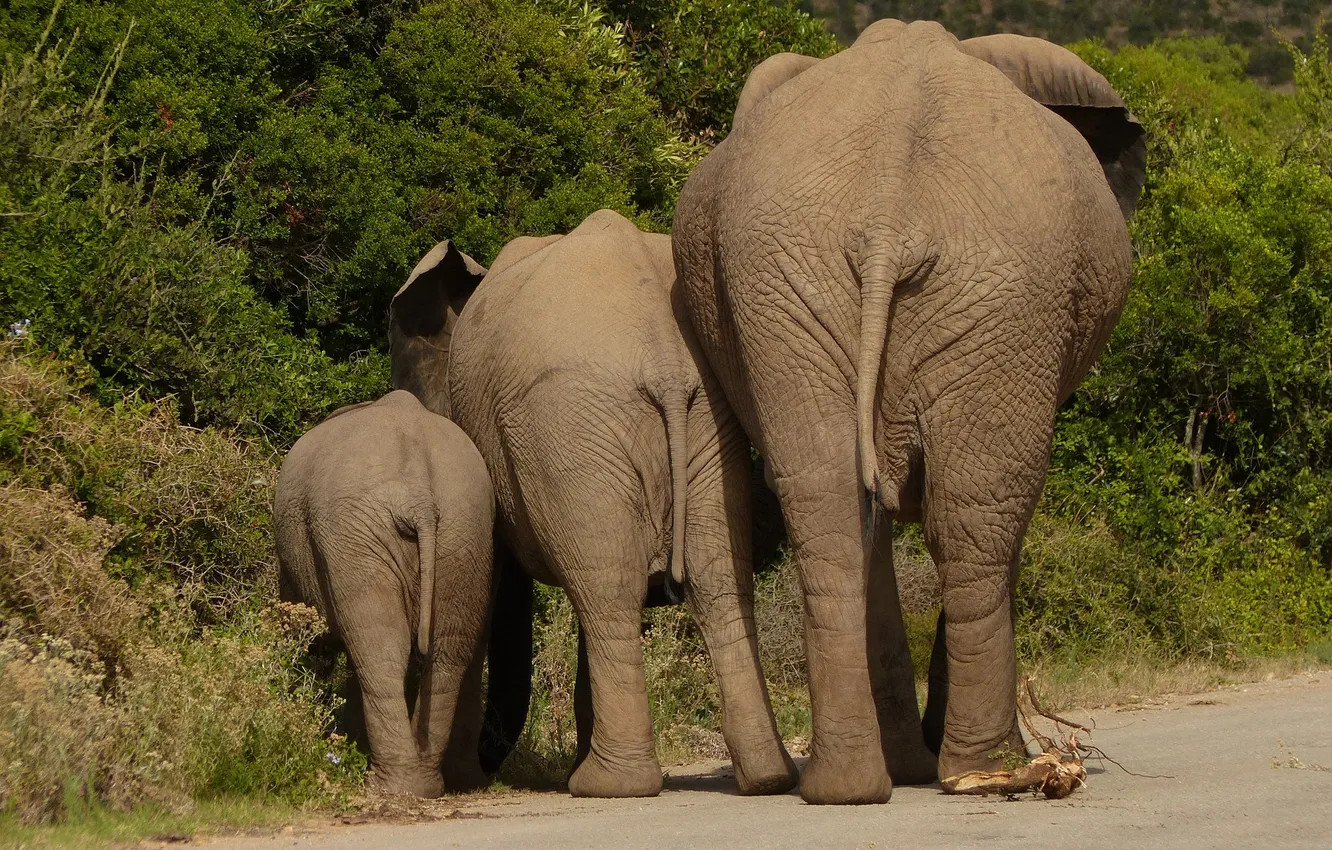 Photo wallpaper animals, Africa, wildlife, elephant-