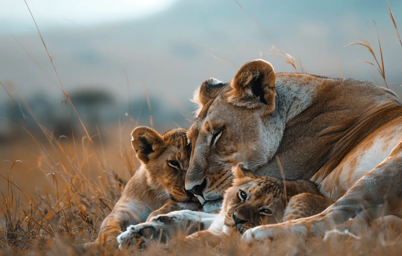 Photo wallpaper field, grass, look, face, nature, pose, stay, together