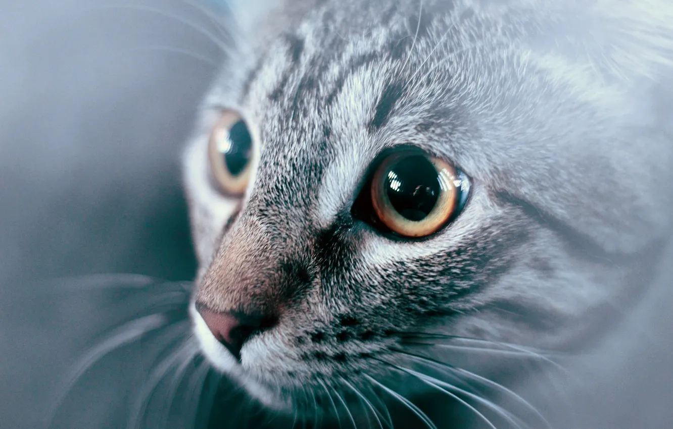 Photo wallpaper cat, eyes, look