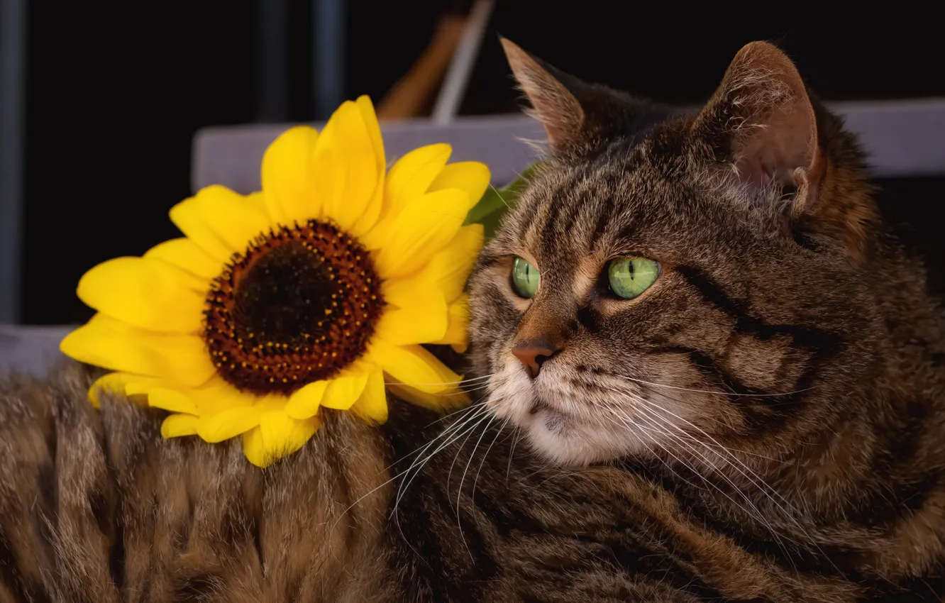 Photo wallpaper cat, flower, cat, look, face, pose, grey, sunflower