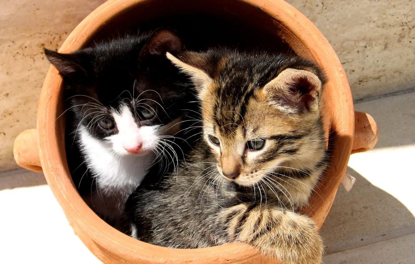 Photo wallpaper Kittens, pot