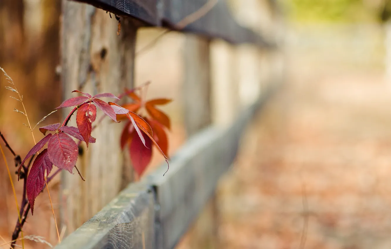 Photo wallpaper greens, grass, leaves, macro, red, background, widescreen, Wallpaper