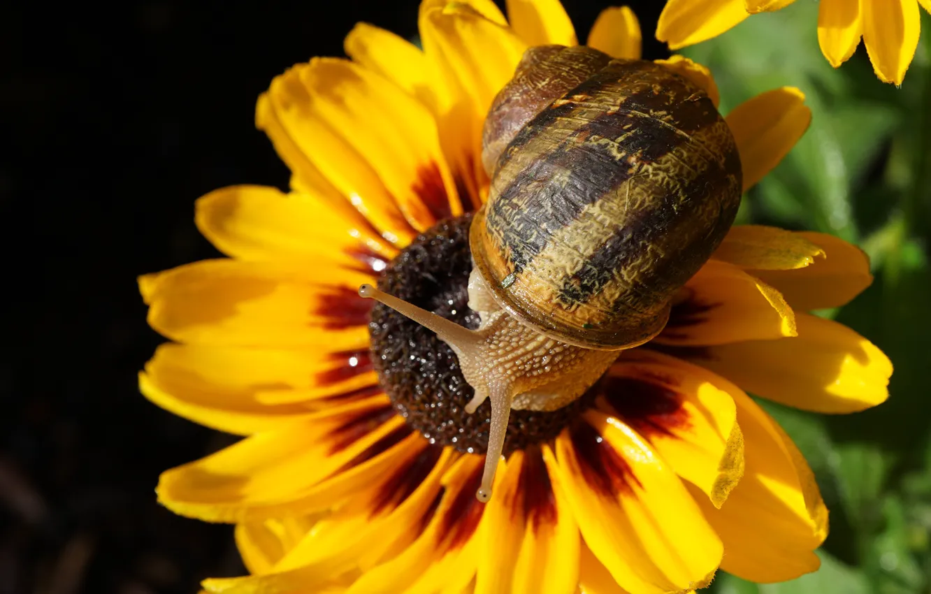 Photo wallpaper macro, light, flowers, yellow, snail, petals, shell, shellfish