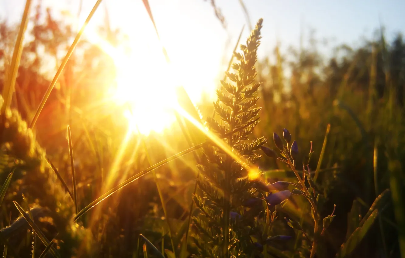 Photo wallpaper the sun, macro, sunset, yarrow