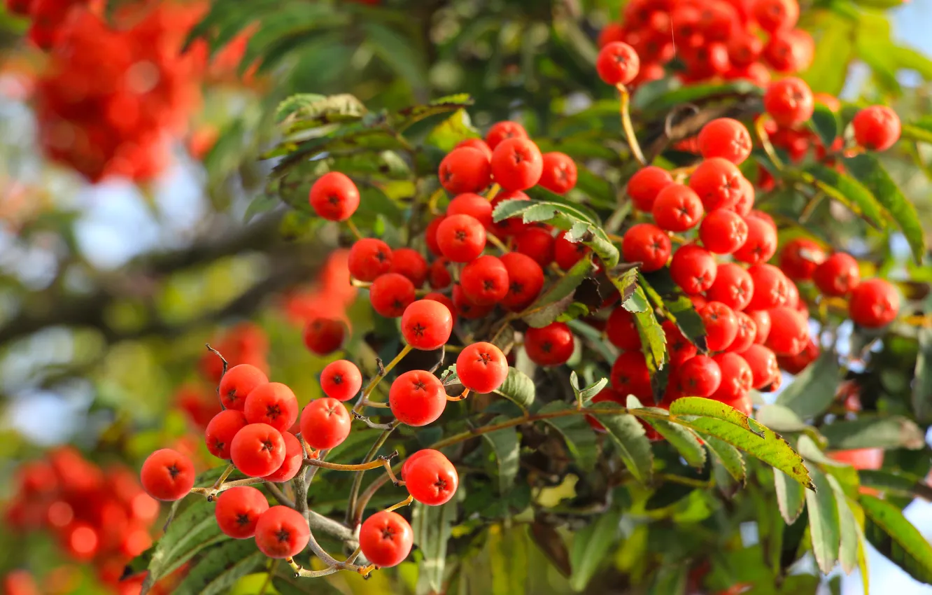 Photo wallpaper red, fruit, mountain ash
