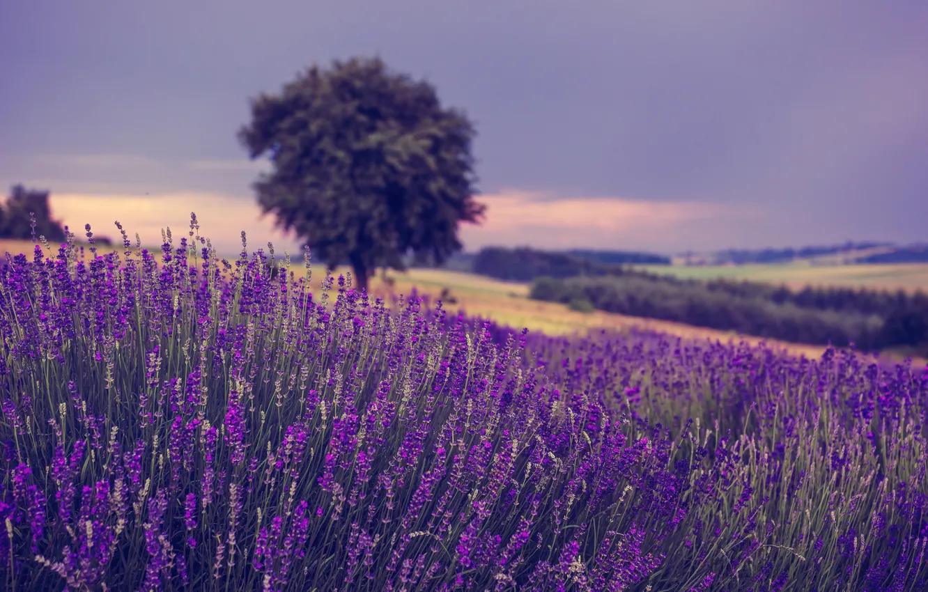 Photo wallpaper field, flowers, tree, Poland, lavender