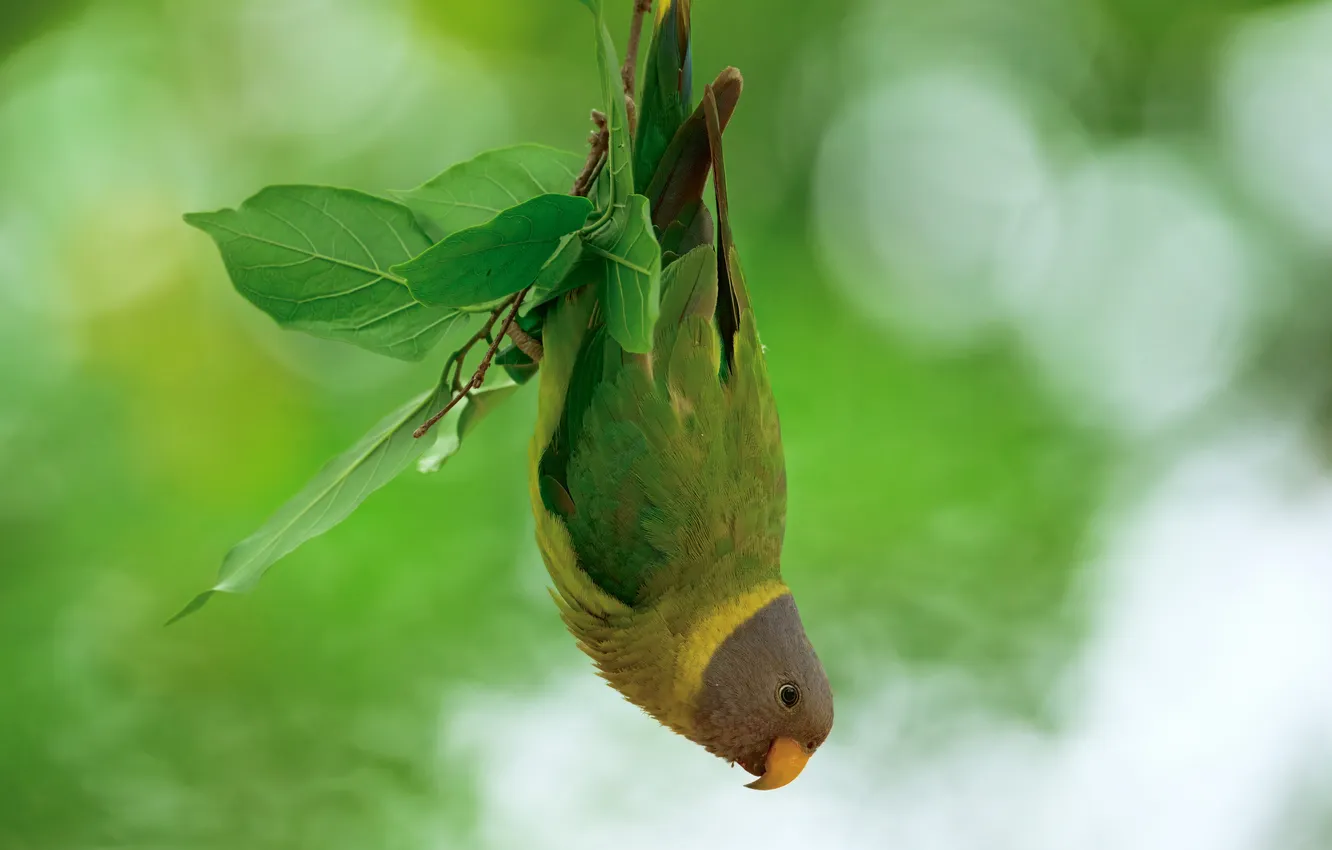 Photo wallpaper parrot, bird, bokeh, upside down, Pramod Bayya, Red-headed ringed parrot