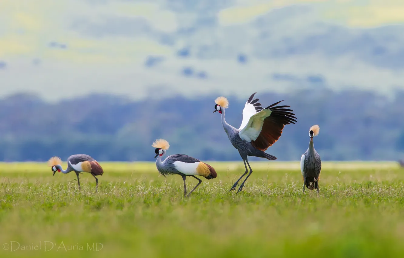 Photo wallpaper birds, crest, crowned crane