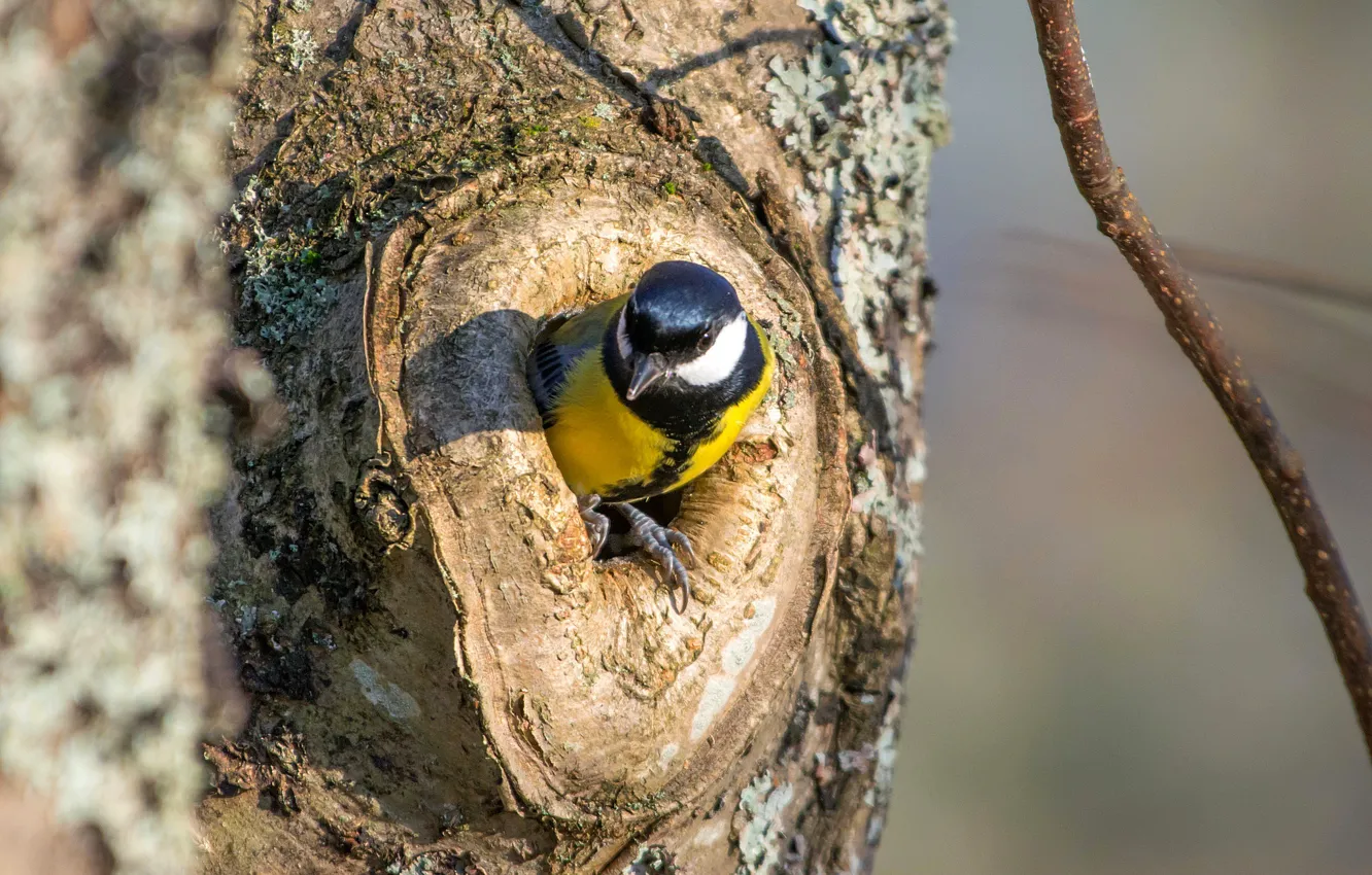 Photo wallpaper trees, bird, tit, the hollow