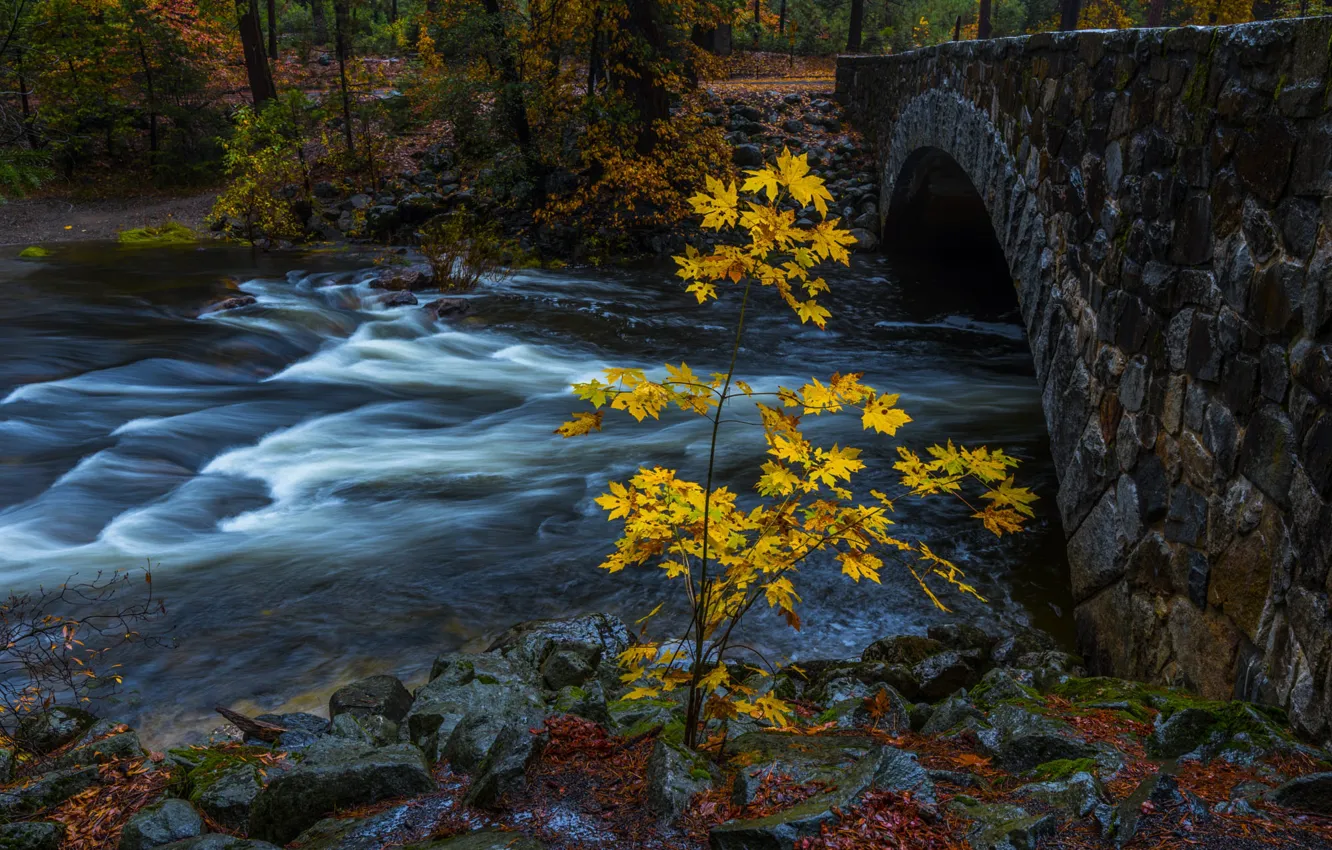 Photo wallpaper autumn, branches, bridge, Park, river, stones, shore, for