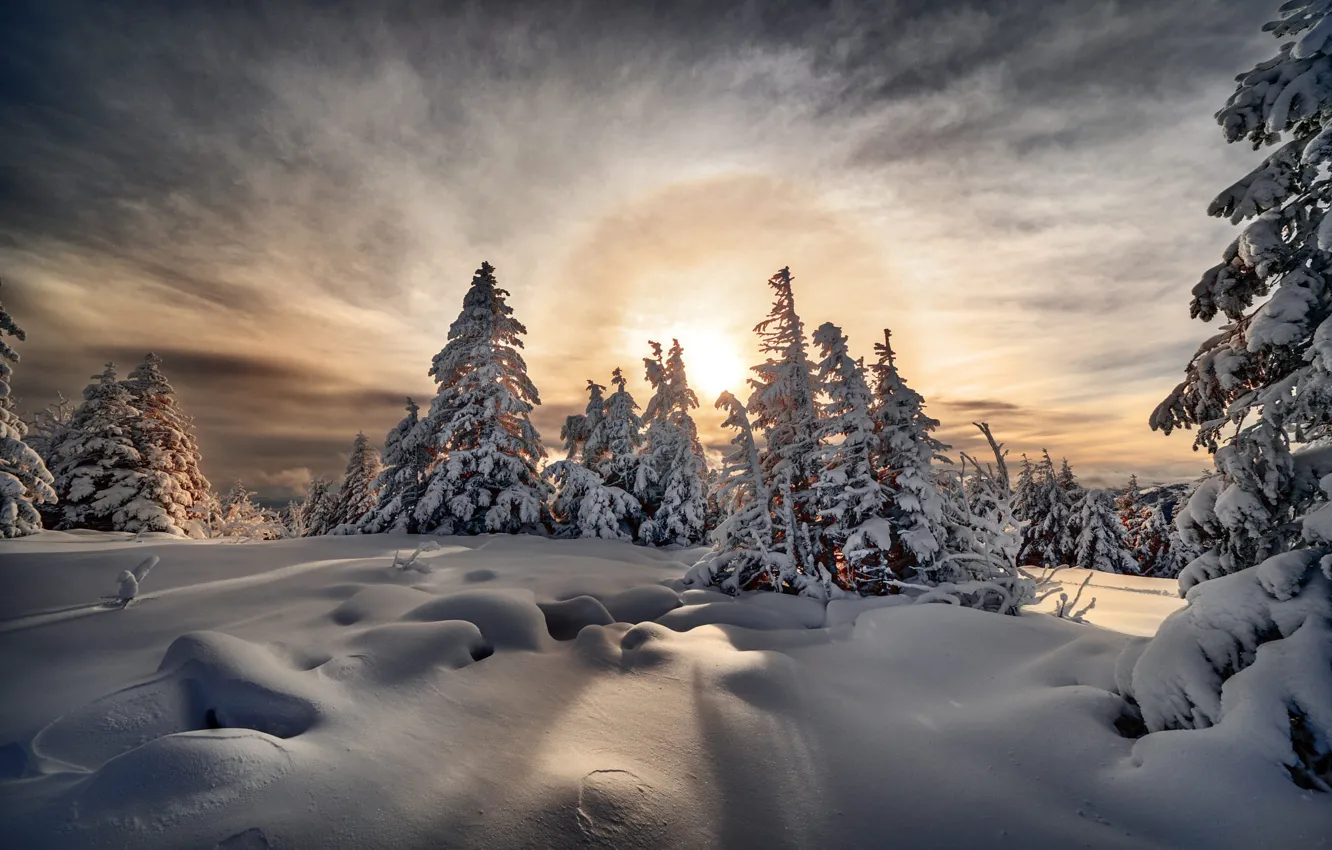 Photo wallpaper winter, the sun, snow, trees, nature, ate, halo, Robert Didierjean