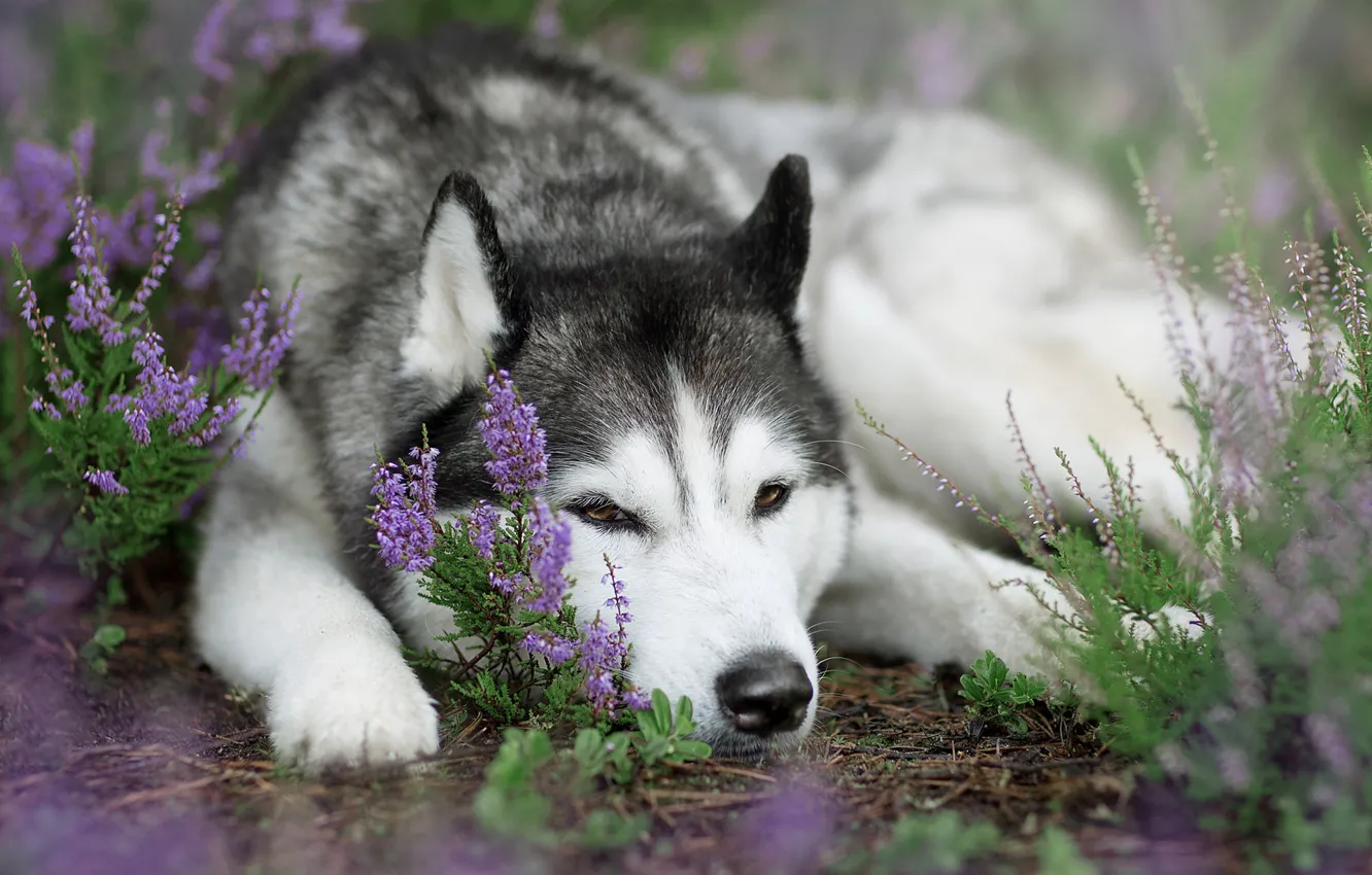 Photo wallpaper dog, Heather, Siberian Husky