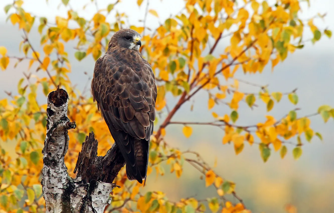 Photo wallpaper autumn, bird, Swainson's Hawk