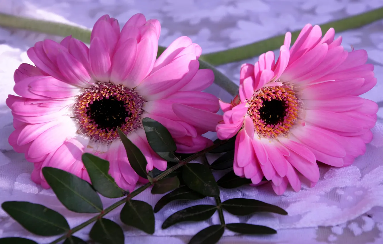 Photo wallpaper flowers, leaf, pink, gerbera