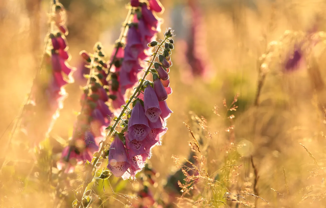 Photo wallpaper light, flowers, meadow, pink, bokeh, digitalis