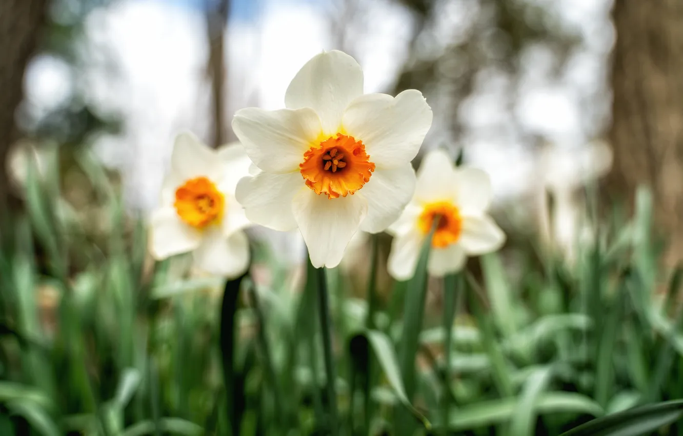 Photo wallpaper flowers, spring, daffodils