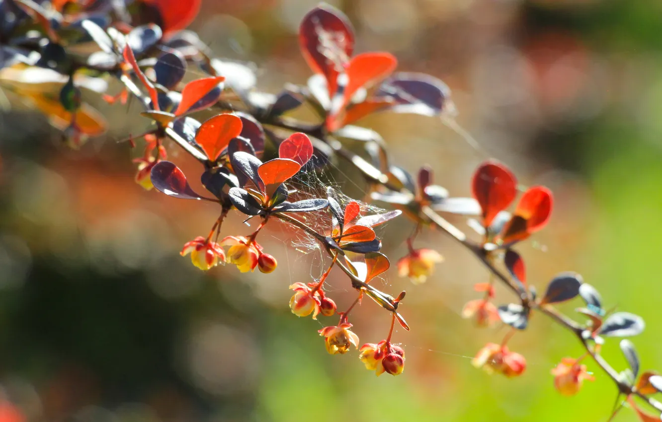 Photo wallpaper leafs, spring, leaf, twig