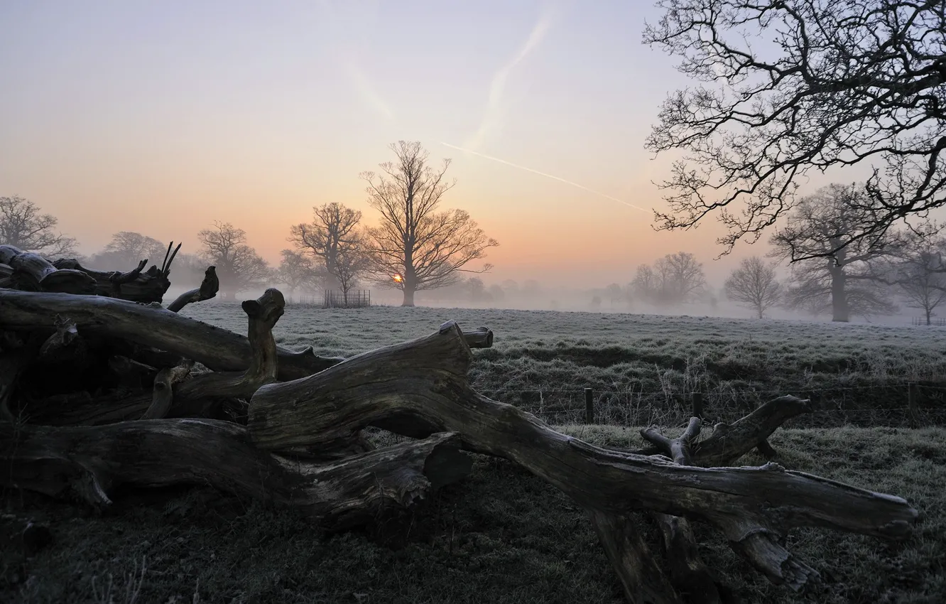 Photo wallpaper field, trees, fog, morning