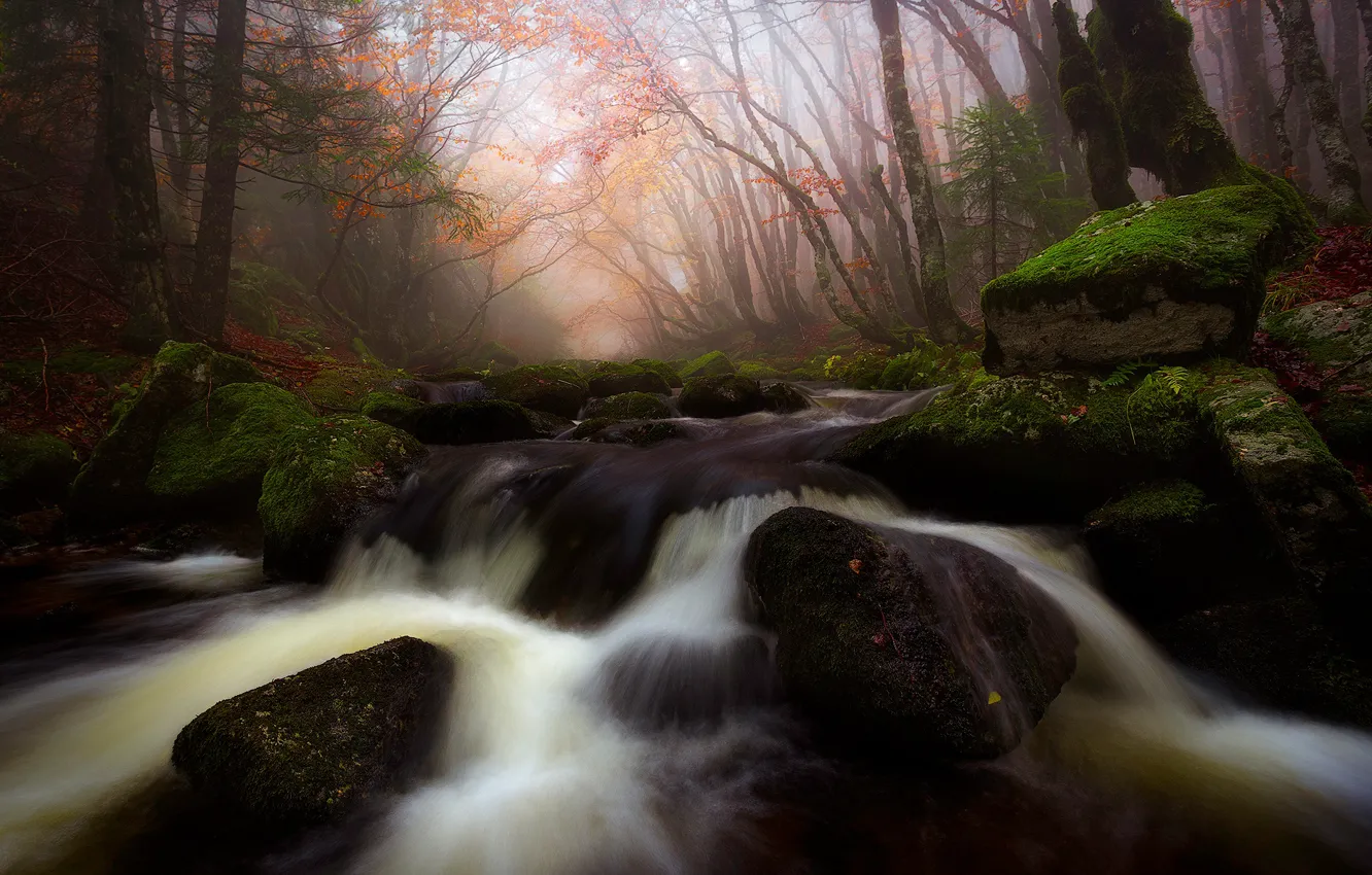 Photo wallpaper autumn, forest, leaves, trees, branches, fog, stream, stones