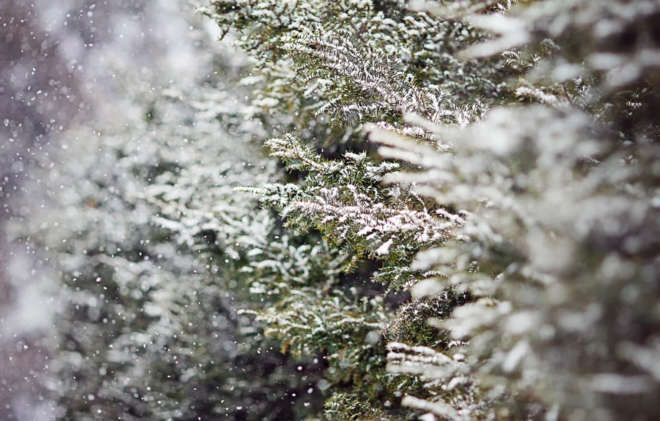 Photo wallpaper winter, snow, trees, branches, nature, tree, spruce, blur
