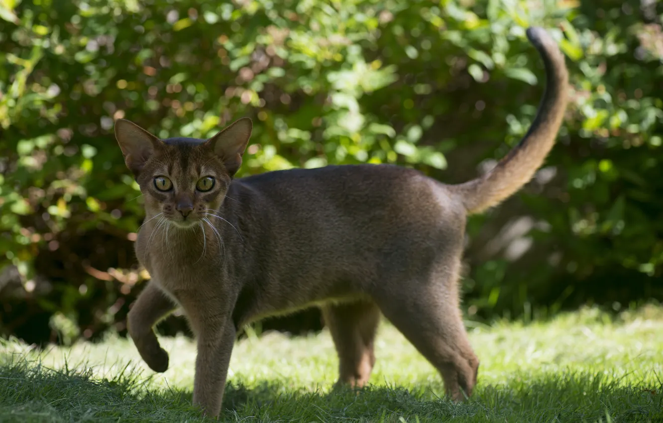Photo wallpaper cat, grass, look, Abyssinian