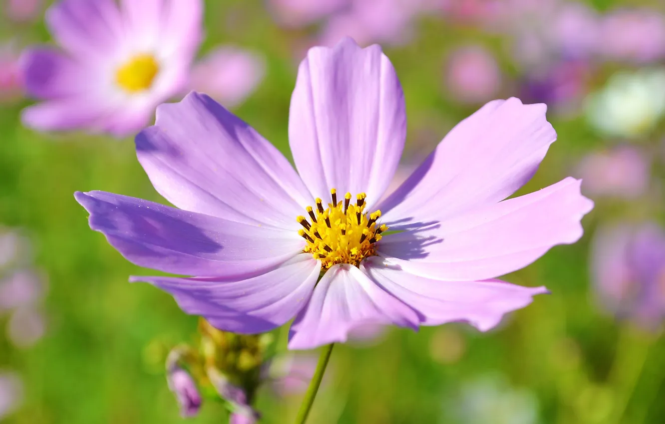 Photo wallpaper the sun, macro, flowers, beautiful, kosmeya