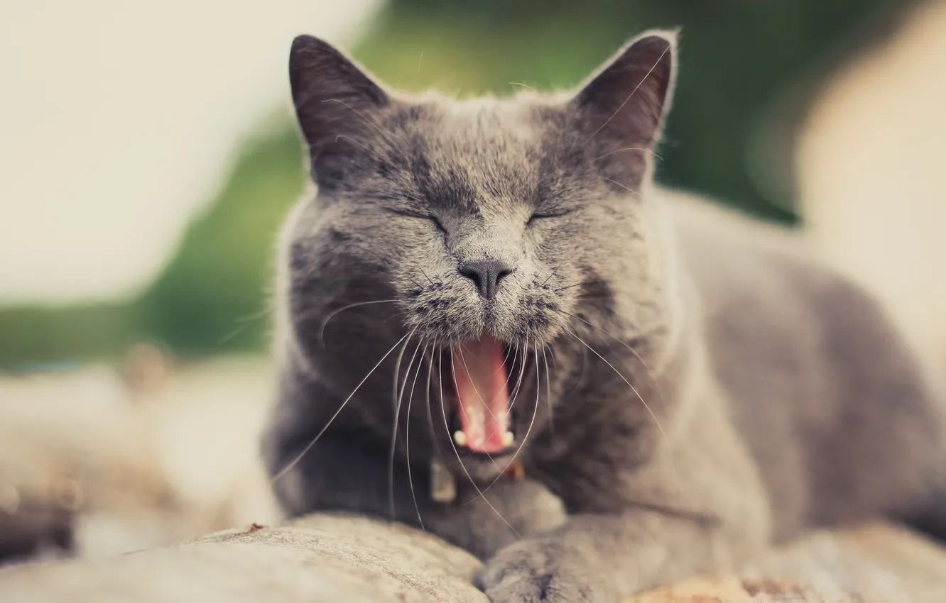 Photo wallpaper cat, cat, mustache, background, yawns