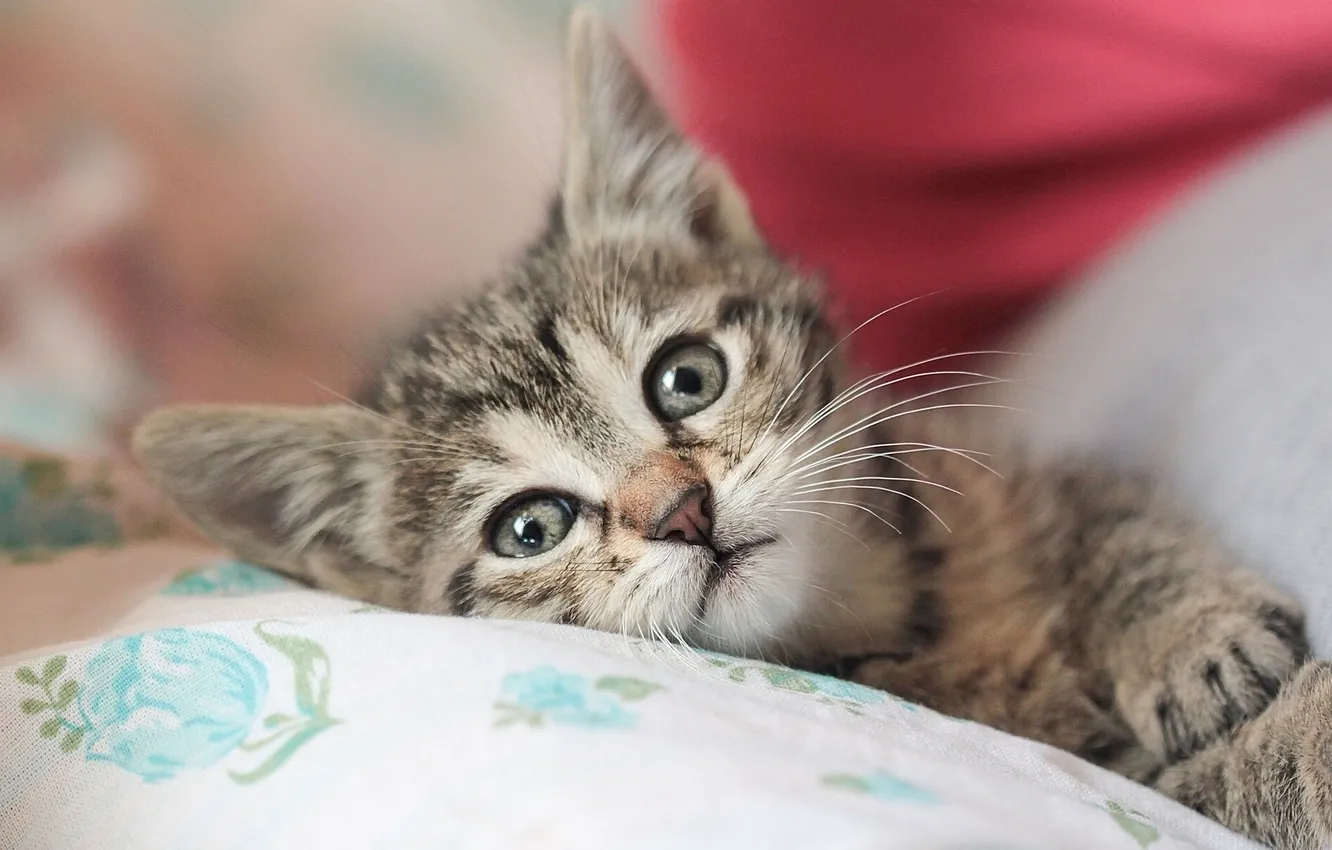 Photo wallpaper look, baby, kitty