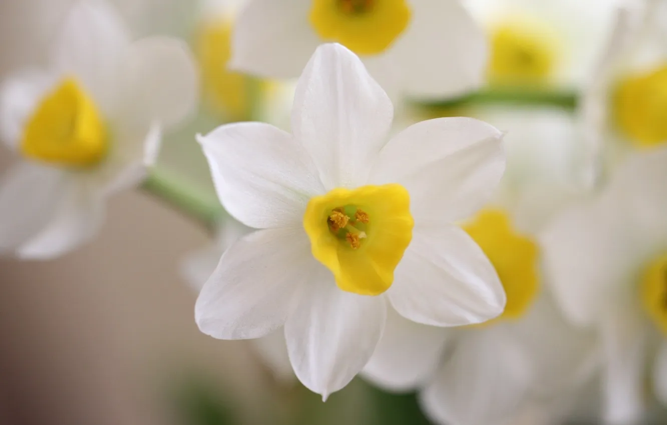 Photo wallpaper flowers, white, daffodils