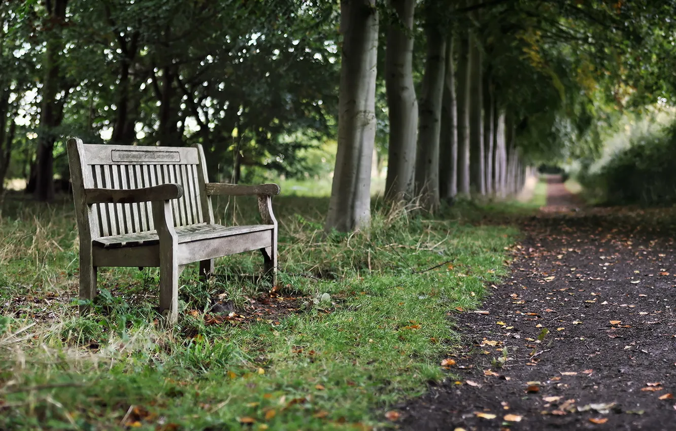 Photo wallpaper road, Park, bench
