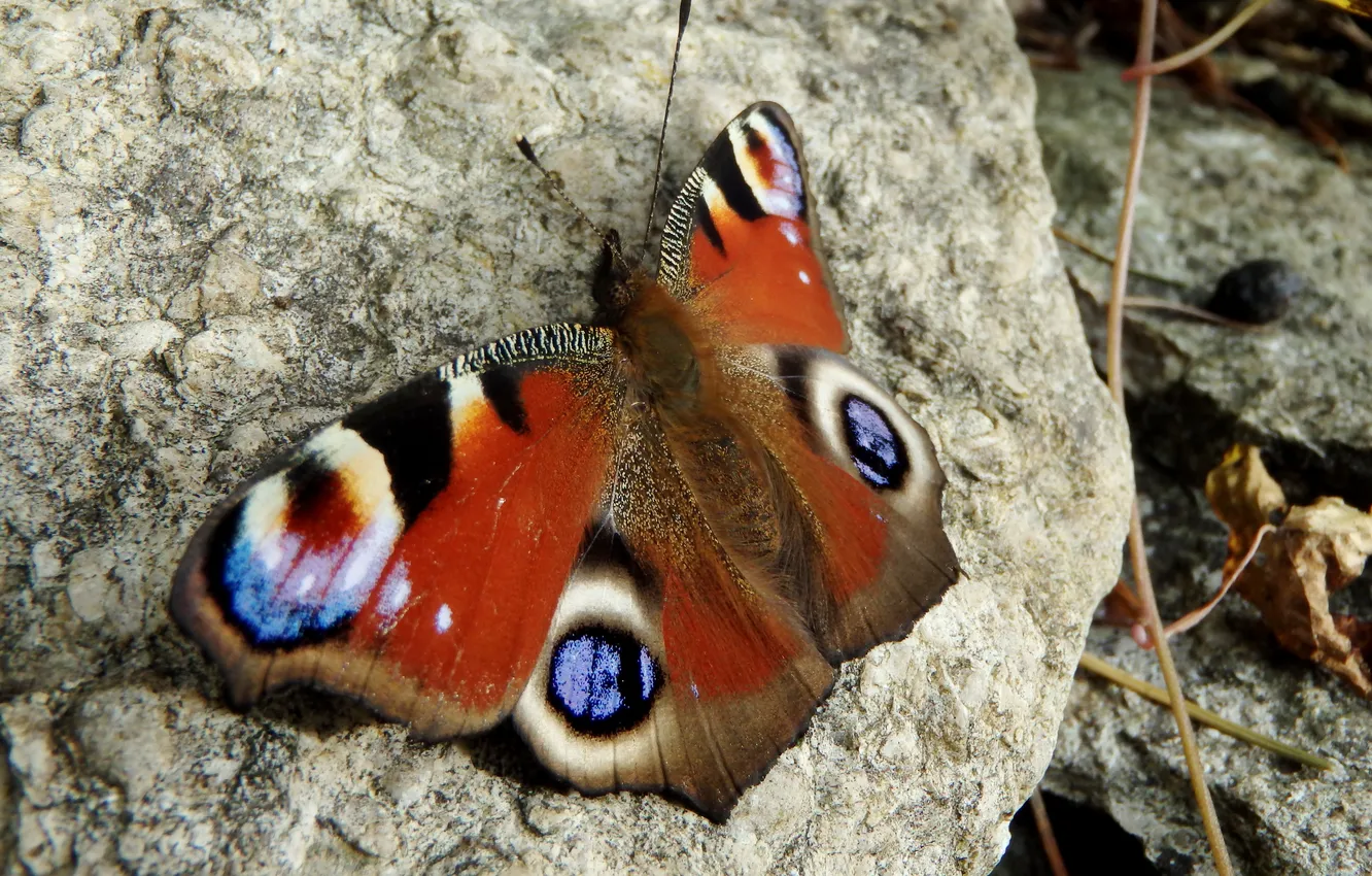 Photo wallpaper stones, butterfly, blur, peacock, peacock