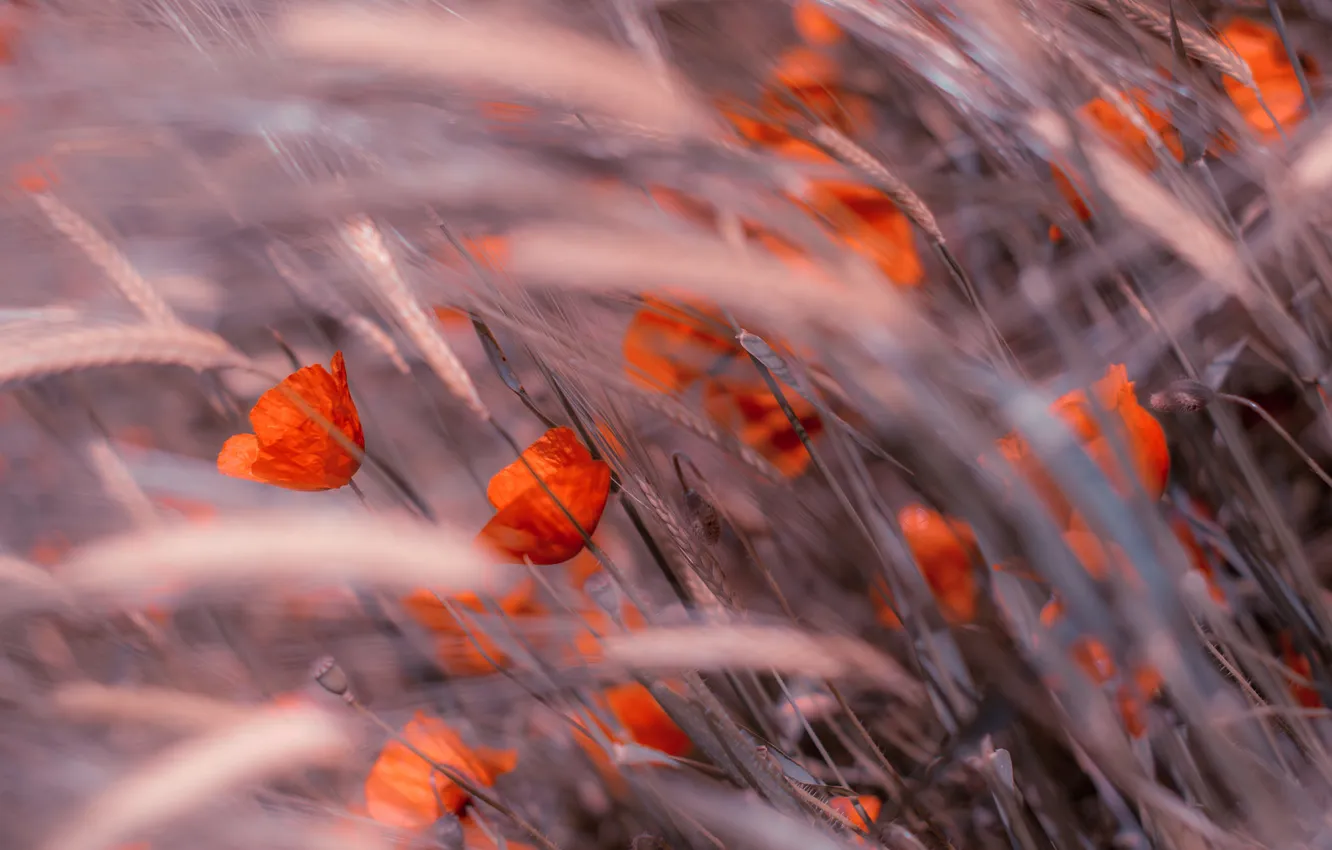 Photo wallpaper field, grass, flowers, Maki