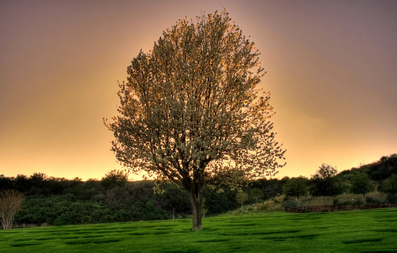 Photo wallpaper trees, nature, color, spring