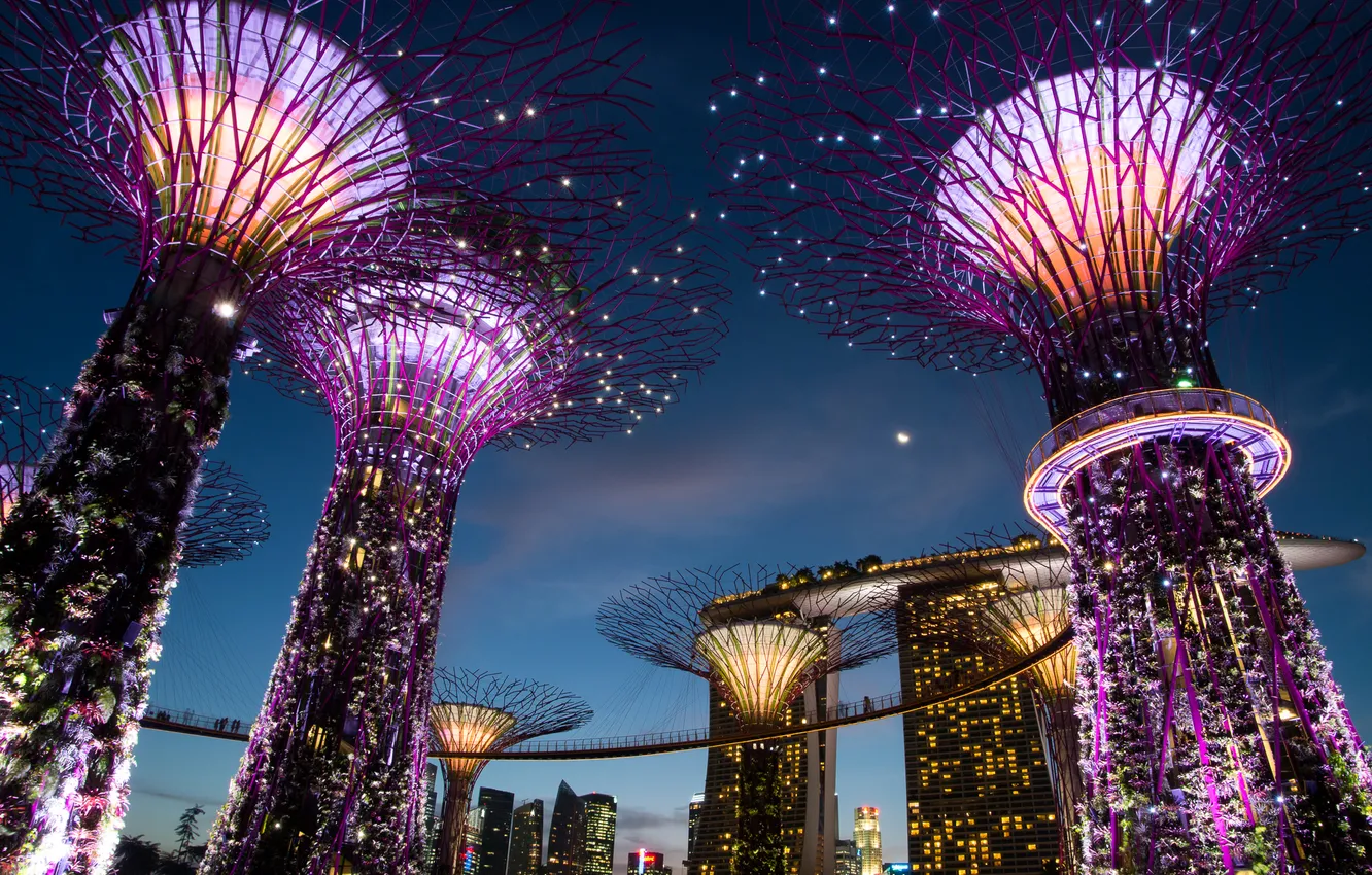 Photo wallpaper night, design, lights, garden, Singapore, structure, Gardens By the Bay