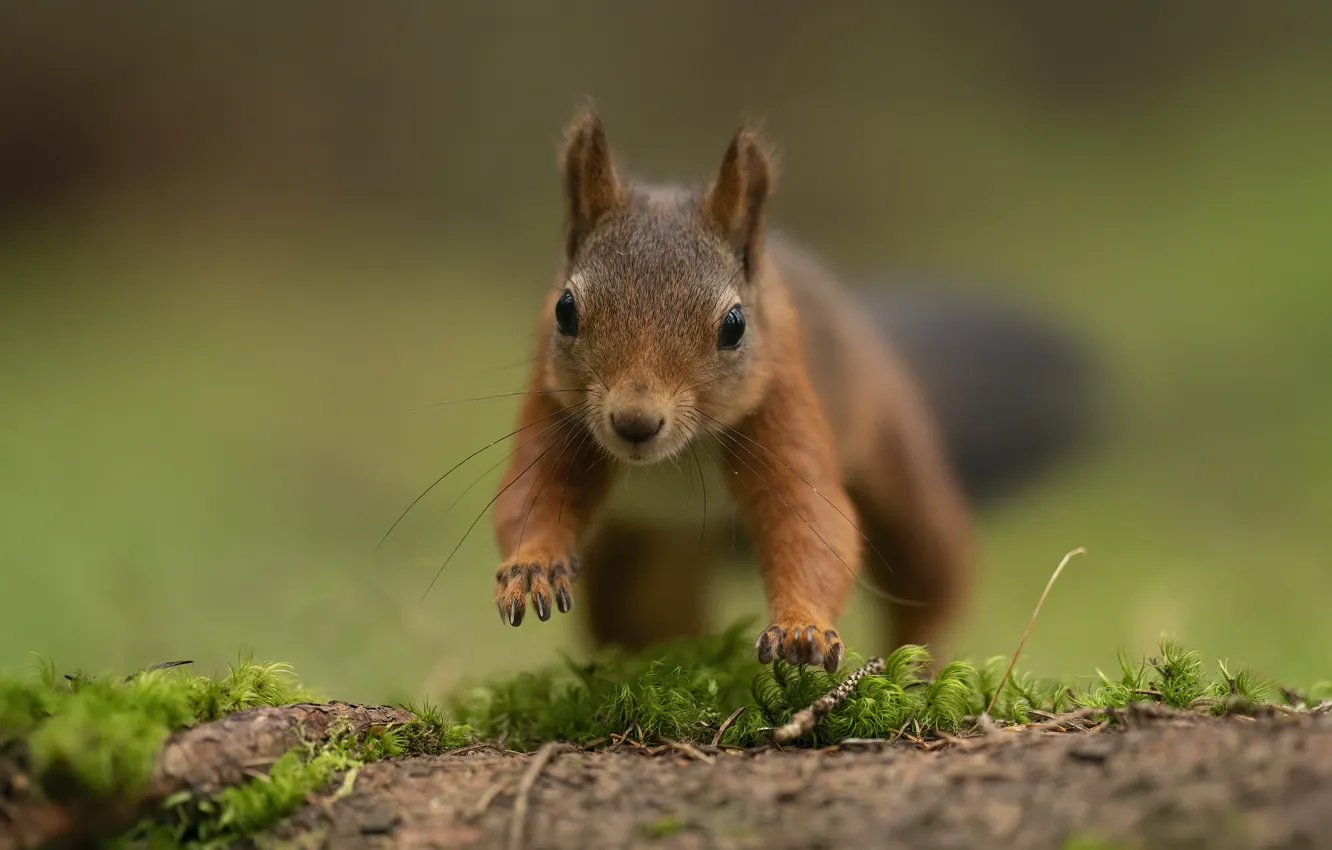 Photo wallpaper pose, jump, glade, moss, legs, protein, muzzle, green background