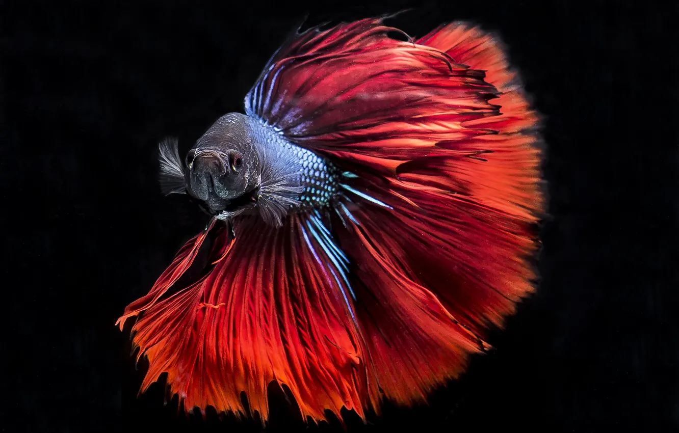 Photo wallpaper colors, red, blue, fish, black background, Betta