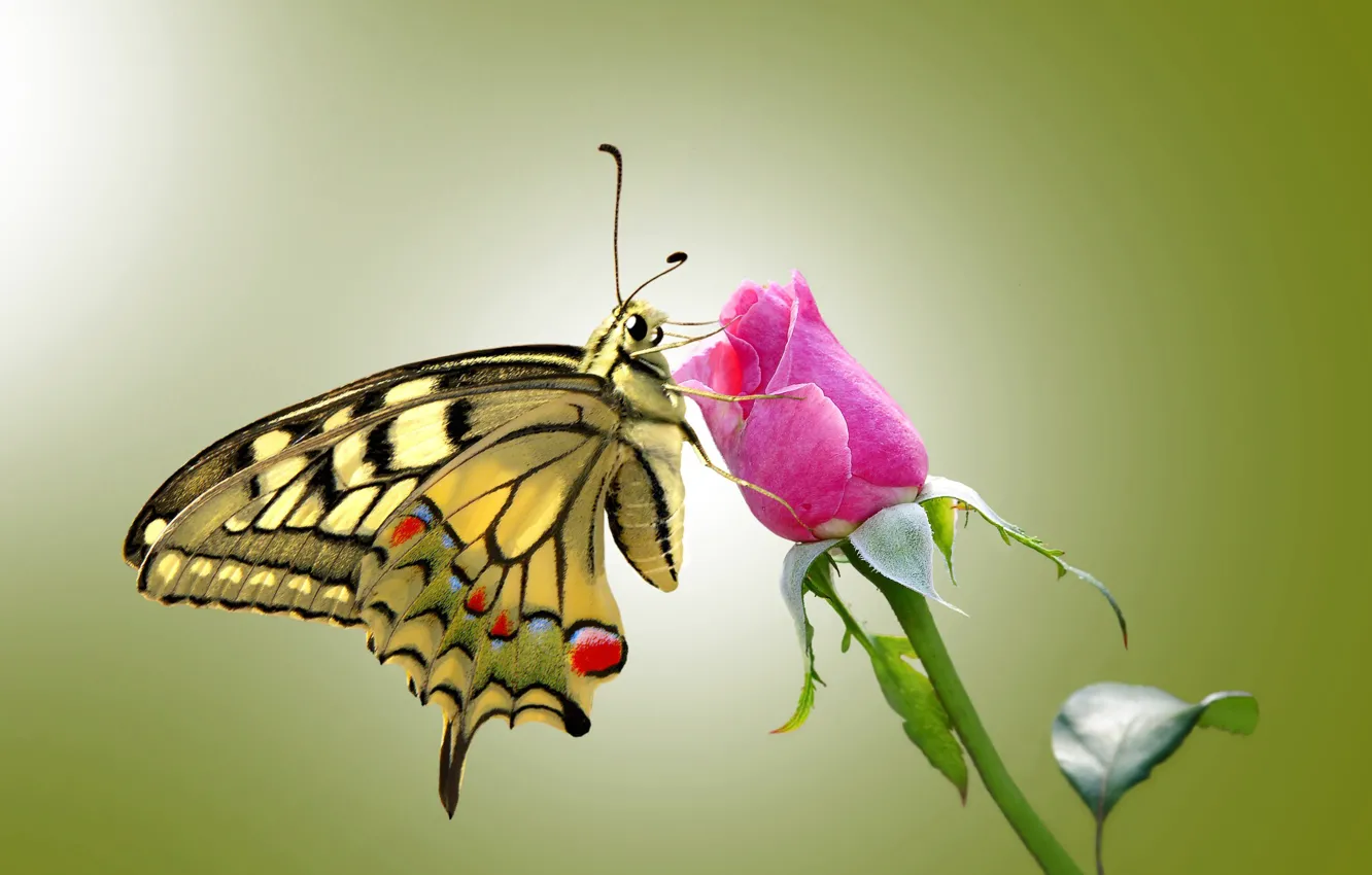 Photo wallpaper eyes, butterfly, roses, wings, stem, rose, antennae, wings