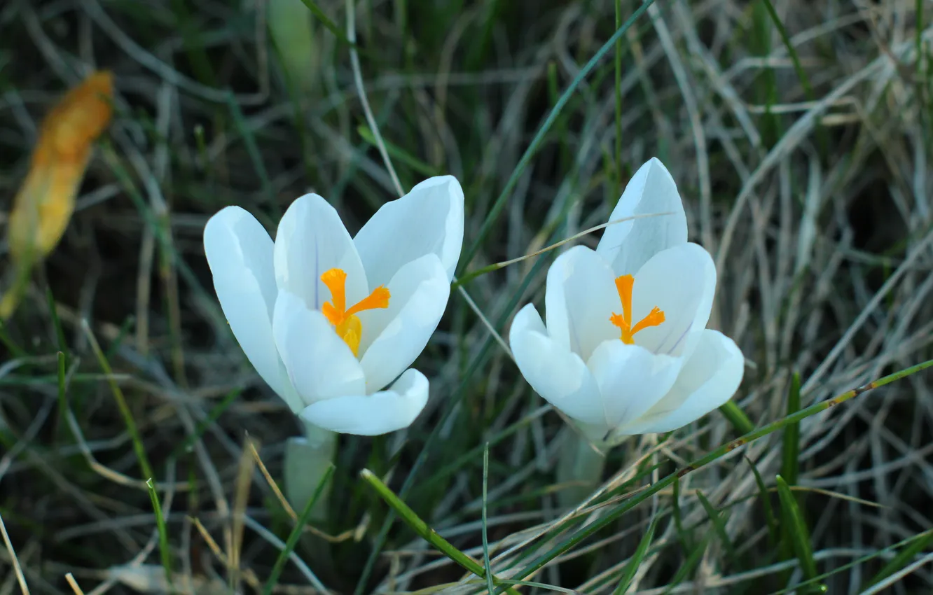 Photo wallpaper white, flower, spring, Crocus
