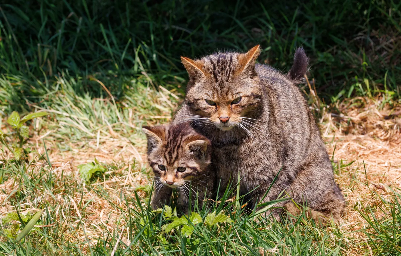 Photo wallpaper cat, grass, cat, look, kitty, glade, baby, wild cats