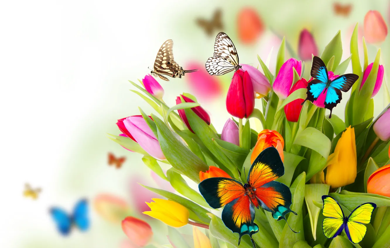 Photo wallpaper butterfly, flowers, spring, colorful, tulips, fresh, flowers, beautiful