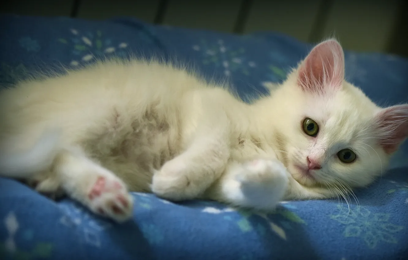 Photo wallpaper cat, white, kitty, fluffy, bed, cute, lies, plaid