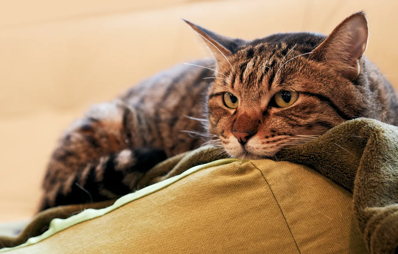 Photo wallpaper cat, cat, look, face, grey, portrait, pillow, lies