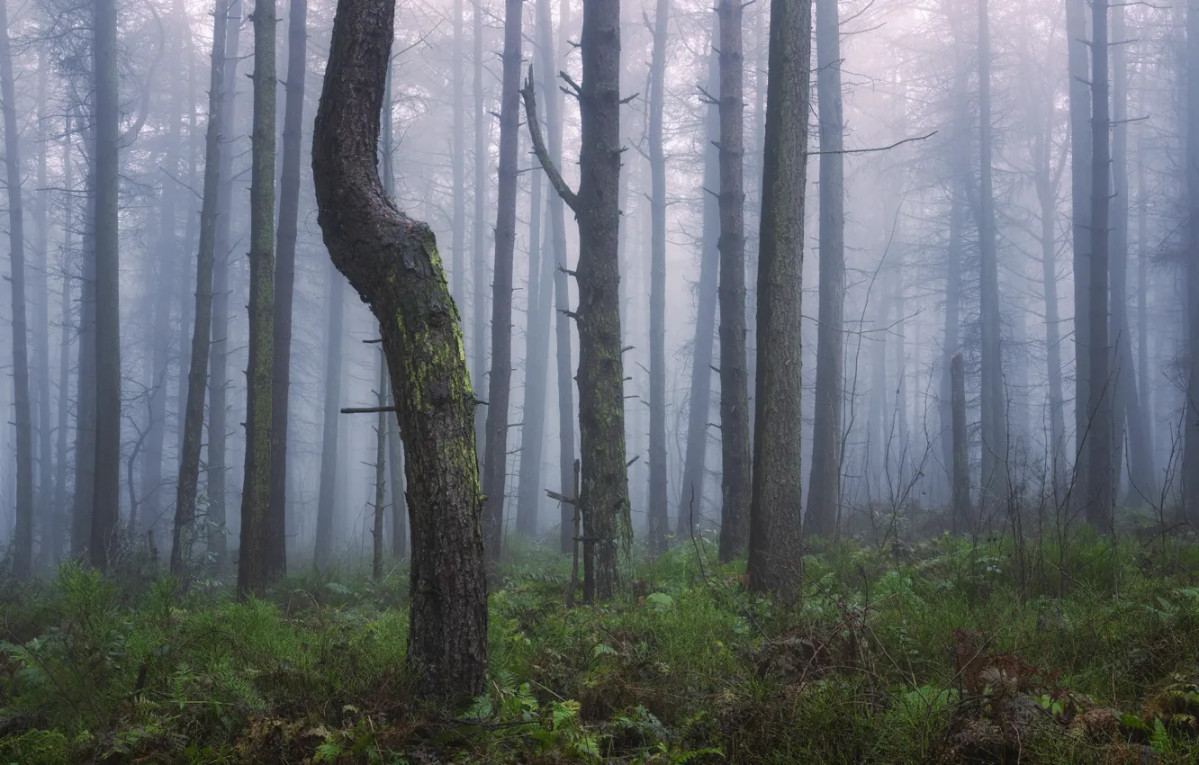 Photo wallpaper forest, fog, trunk