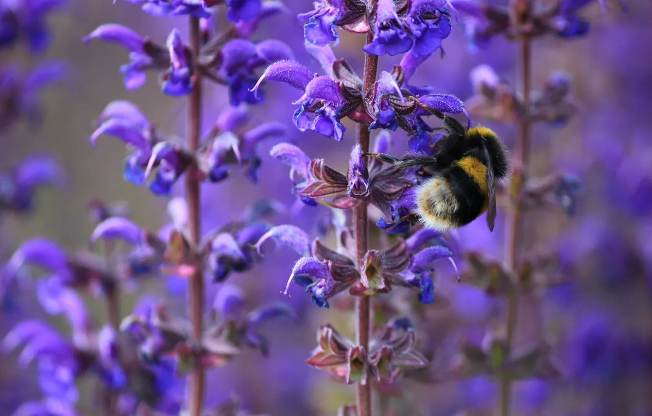 Photo wallpaper macro, flowers, bee, spring, insect, bumblebee, lilac