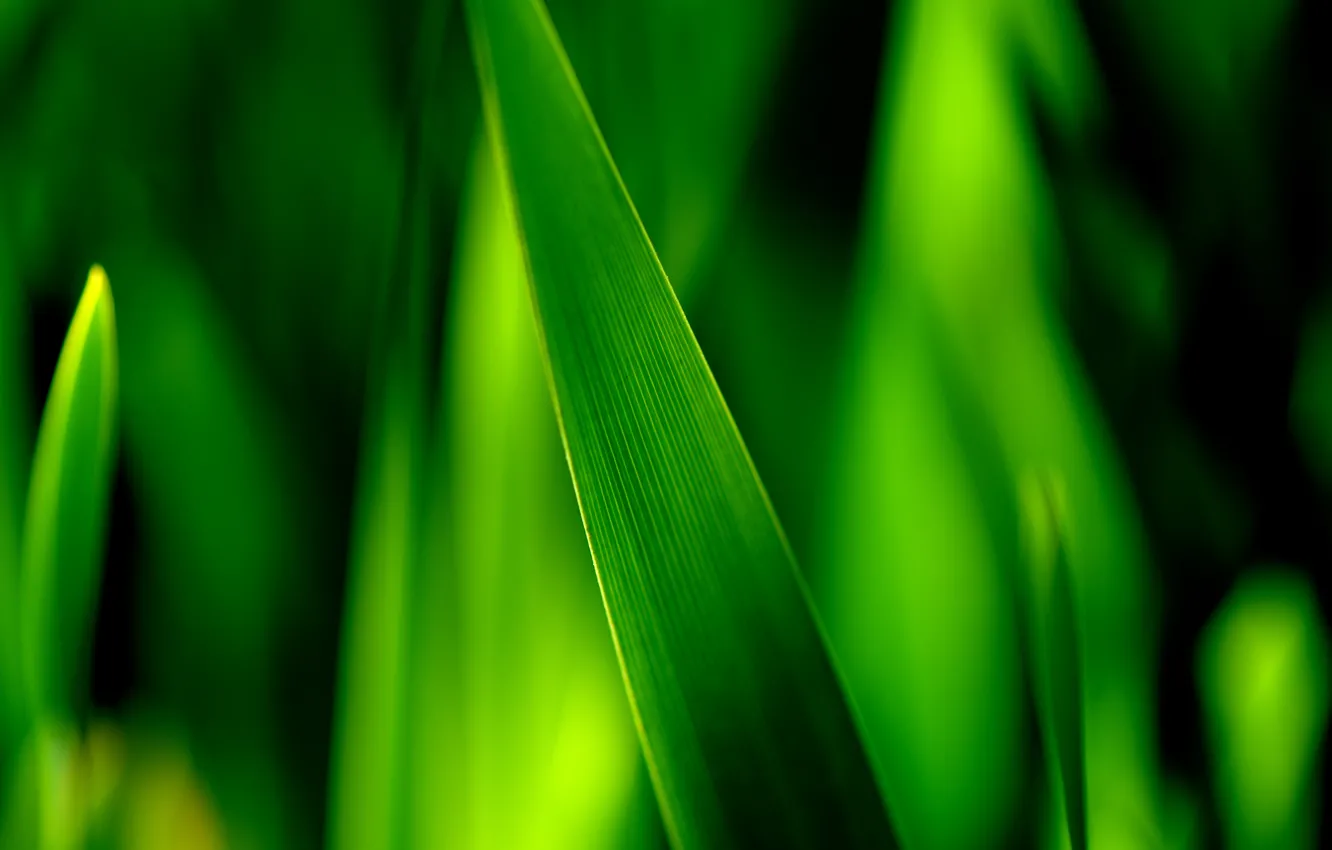 Photo wallpaper greens, grass, macro, sheet