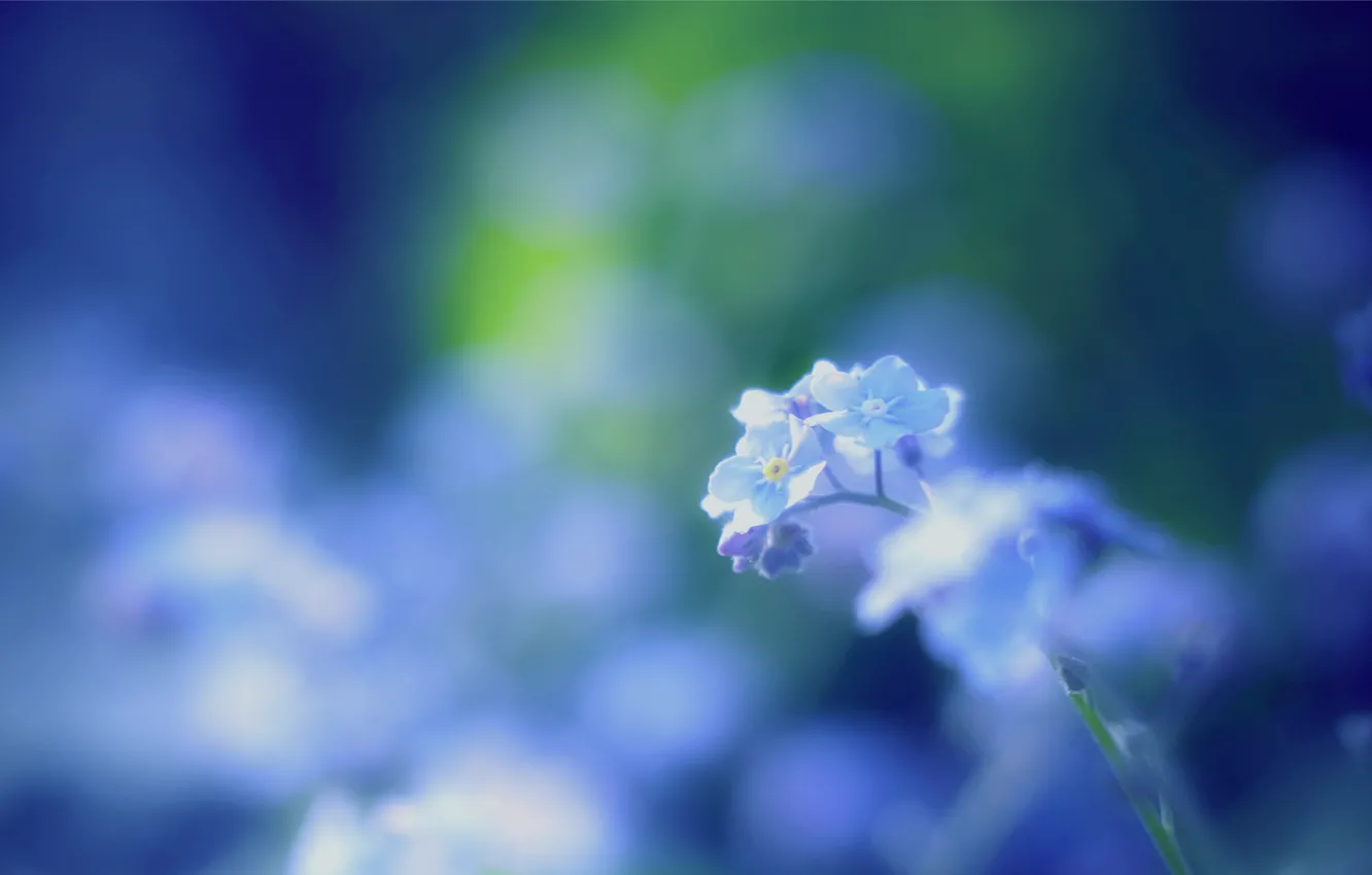 Photo wallpaper macro, blur, blue, blue, Forget-me-nots, Forget-me-nots