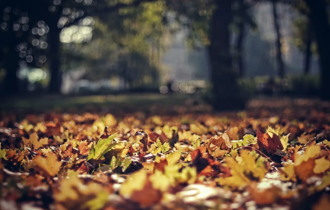 Photo wallpaper autumn, leaves, Park, foliage, focus, Poland, bokeh, poland