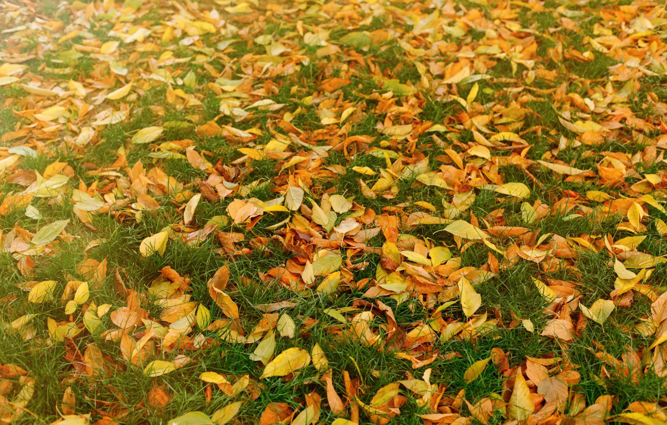 Photo wallpaper autumn, grass, leaves, background, yellow, colorful, lawn, yellow
